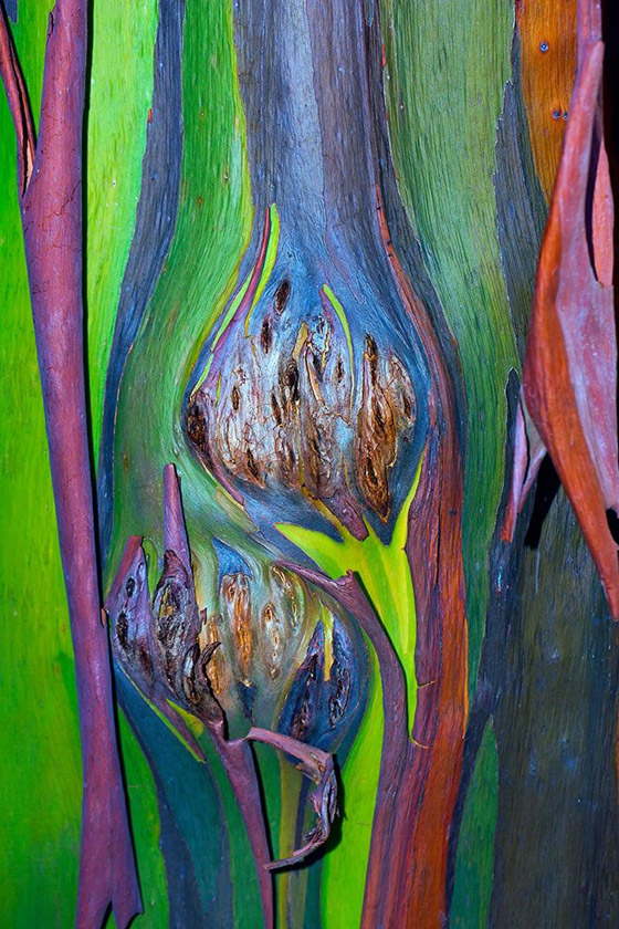 شجرة قوس قزح.. تعرفوا إلى أغرب أشجار العالم المدهشة صورة رقم 6