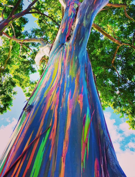 شجرة قوس قزح.. تعرفوا إلى أغرب أشجار العالم المدهشة صورة رقم 9