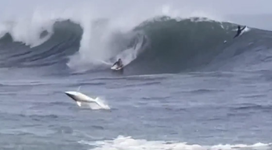 فيديو لا يصدق.. قرش يسبح مع راكبي الأمواج في هاواي صورة رقم 1