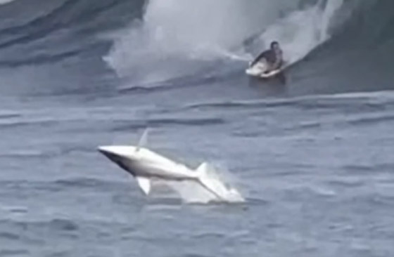فيديو لا يصدق.. قرش يسبح مع راكبي الأمواج في هاواي صورة رقم 2