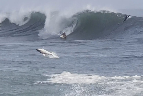 فيديو لا يصدق.. قرش يسبح مع راكبي الأمواج في هاواي صورة رقم 3