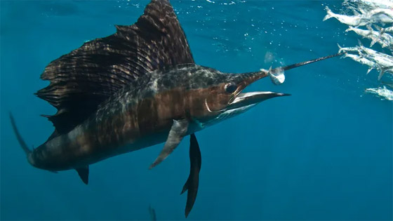 حادث غريب بفلوريدا.. سمكة تقفز من المياه وتطعن امرأة في فخذها! صورة رقم 2