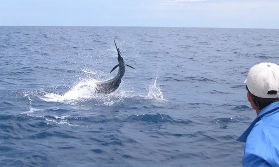 حادث غريب بفلوريدا.. سمكة تقفز من المياه وتطعن امرأة في فخذها! صورة رقم 4