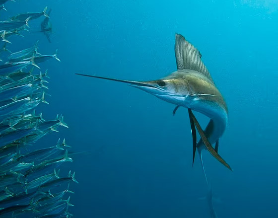 حادث غريب بفلوريدا.. سمكة تقفز من المياه وتطعن امرأة في فخذها! صورة رقم 5