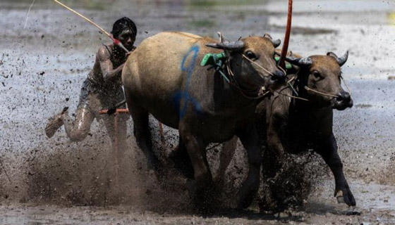 صور :سباق الجاموس في تايلاند.. تقليد سنوي احتفالا ببدء زراعة الأرز صورة رقم 1