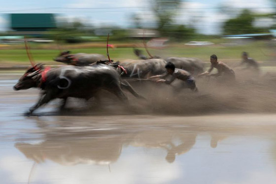 صور :سباق الجاموس في تايلاند.. تقليد سنوي احتفالا ببدء زراعة الأرز صورة رقم 4