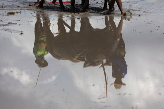 صور :سباق الجاموس في تايلاند.. تقليد سنوي احتفالا ببدء زراعة الأرز صورة رقم 7