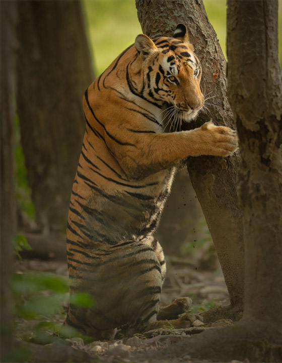 كأنها خدعة بصرية.. رجل يوثق صورة محيرة لحمارين وحشيين في كينيا صورة رقم 2