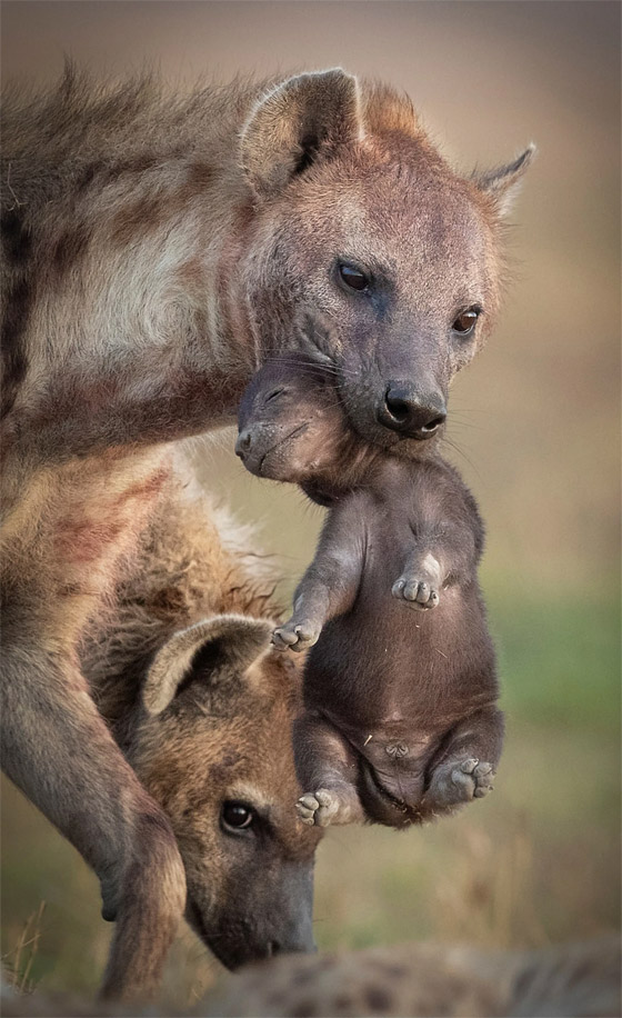 كأنها خدعة بصرية.. رجل يوثق صورة محيرة لحمارين وحشيين في كينيا صورة رقم 3
