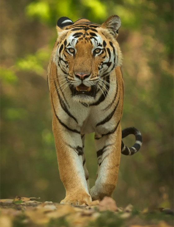 كأنها خدعة بصرية.. رجل يوثق صورة محيرة لحمارين وحشيين في كينيا صورة رقم 4