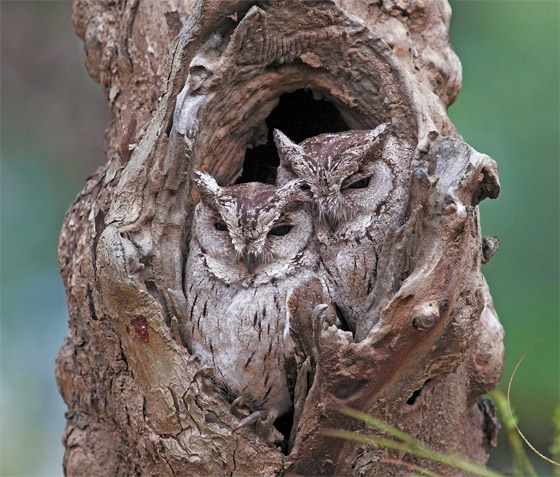 كأنها خدعة بصرية.. رجل يوثق صورة محيرة لحمارين وحشيين في كينيا صورة رقم 5