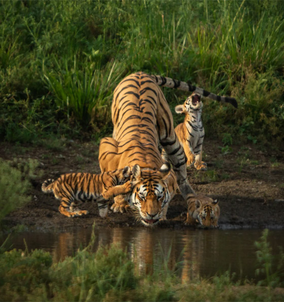 كأنها خدعة بصرية.. رجل يوثق صورة محيرة لحمارين وحشيين في كينيا صورة رقم 6