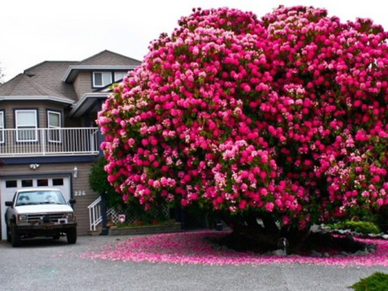 إليكم صور مذهلة لأكثر الأشجار روعة في العالم صورة رقم 1