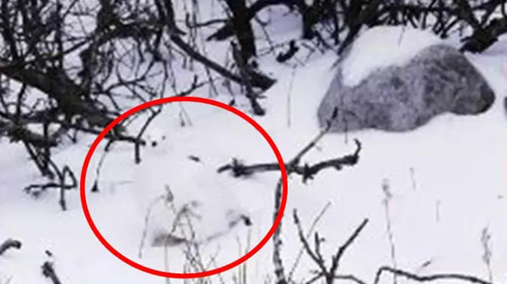 أمامك 8 ثوان.. هل يمكنك العثور على الطائر المخفي وسط الثلج؟ صورة رقم 2