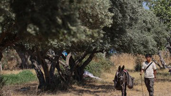 صور : أوروبا وجهته القادمة.. ياباني ينهي جولة واسعة في تركيا على ظهر الحمار صورة رقم 2