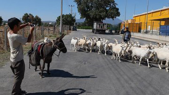 صور : أوروبا وجهته القادمة.. ياباني ينهي جولة واسعة في تركيا على ظهر الحمار صورة رقم 3