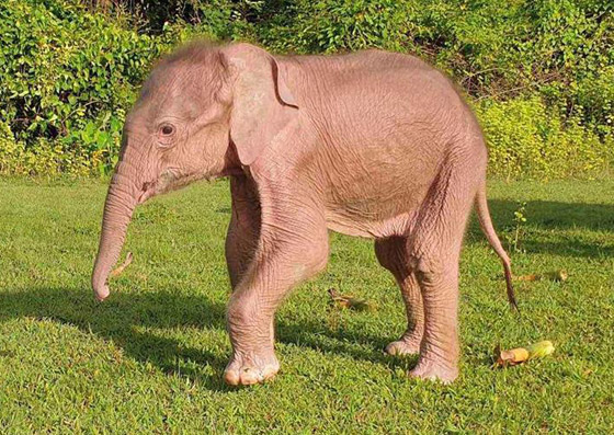 بالصور: ولادة نادرة لفيل أبيض في ميانمار صورة رقم 1