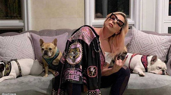 السجن 4 سنوات لأحد خاطفي كلاب ليدي غاغا صورة رقم 4