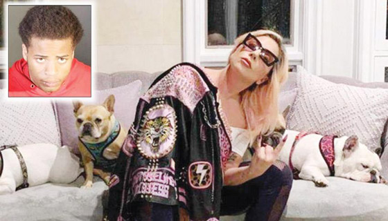 السجن 4 سنوات لأحد خاطفي كلاب ليدي غاغا صورة رقم 5