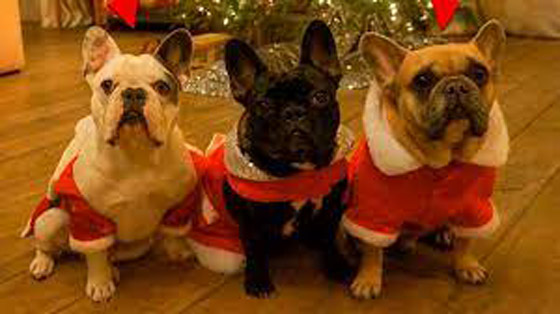 السجن 4 سنوات لأحد خاطفي كلاب ليدي غاغا صورة رقم 6