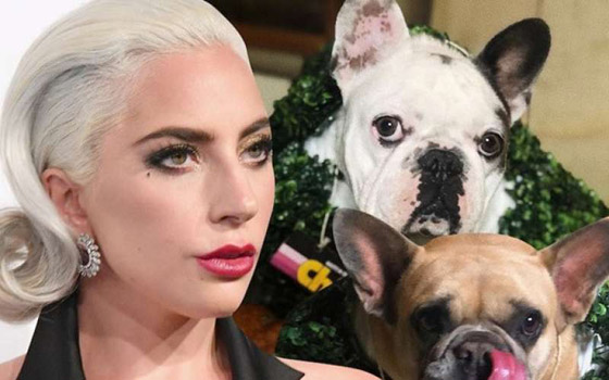 السجن 4 سنوات لأحد خاطفي كلاب ليدي غاغا صورة رقم 7