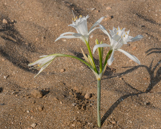 مضغ العلكة سيكلفك ثروة بسنغافورة! إليكم أغرب الغرامات حول دول العالم صورة رقم 1