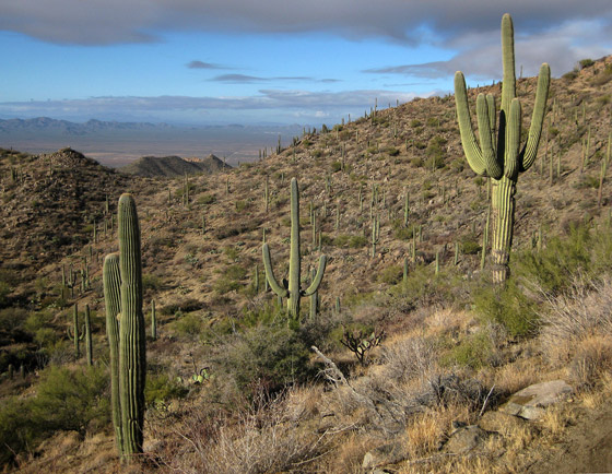 مضغ العلكة سيكلفك ثروة بسنغافورة! إليكم أغرب الغرامات حول دول العالم صورة رقم 4