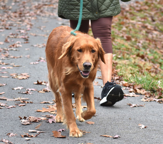 مضغ العلكة سيكلفك ثروة بسنغافورة! إليكم أغرب الغرامات حول دول العالم صورة رقم 5
