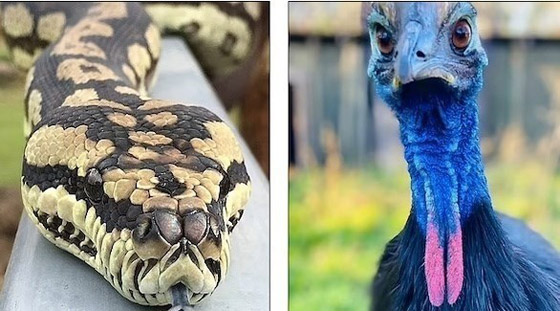 يعيش مع 2000 حيوان خطير في منزله ! صورة رقم 1