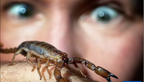 يعيش مع 2000 حيوان خطير في منزله ! صورة رقم 6