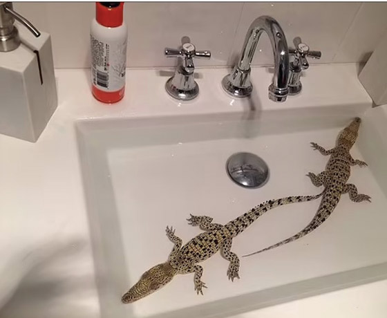 يعيش مع 2000 حيوان خطير في منزله ! صورة رقم 9