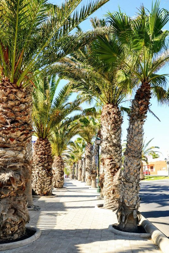 أفضل الأشياء التي يمكنك القيام بها في «فويرتيفنتورا» بإسبانيا صورة رقم 7