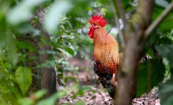 يصيح 200 مرة يوميا.. الديك 