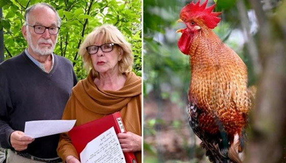 يصيح 200 مرة يوميا.. الديك 