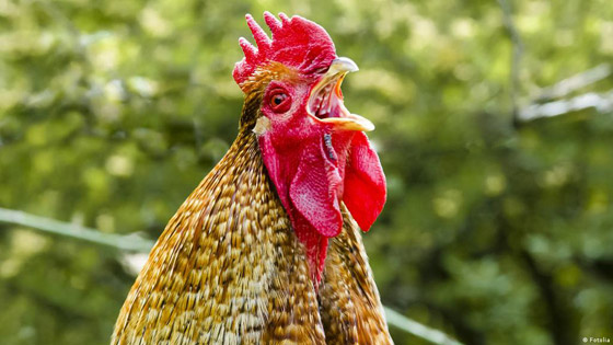 يصيح 200 مرة يوميا.. الديك 