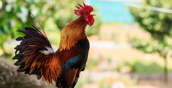 يصيح 200 مرة يوميا.. الديك 