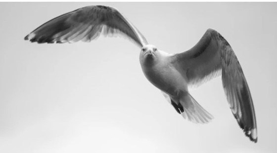 نوارس غاضبة تحبط محاولة لص لاقتحام منزل تحت جنح الظلام صورة رقم 1