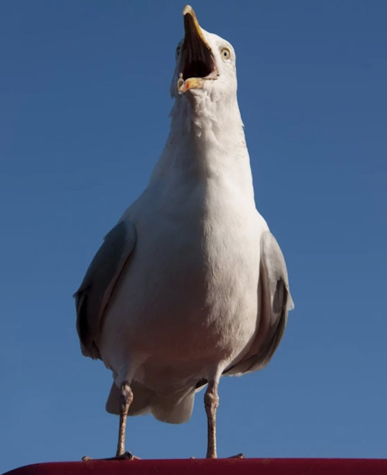 نوارس غاضبة تحبط محاولة لص لاقتحام منزل تحت جنح الظلام صورة رقم 2