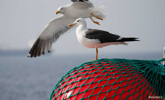 نوارس غاضبة تحبط محاولة لص لاقتحام منزل تحت جنح الظلام صورة رقم 3