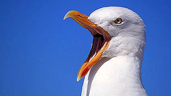 نوارس غاضبة تحبط محاولة لص لاقتحام منزل تحت جنح الظلام صورة رقم 4