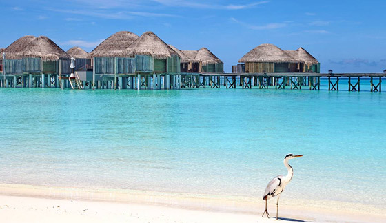 بالصور: إليكم أفضل منتجعات المالديف لعيش لحظات استثنائية لا تُنسى صورة رقم 5