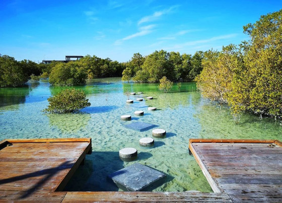 وجهة أقرب للحلم.. تعرفوا إلى غابة القرم الساحرة في أبوظبي (صور) صورة رقم 10