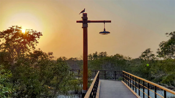 وجهة أقرب للحلم.. تعرفوا إلى غابة القرم الساحرة في أبوظبي (صور) صورة رقم 6