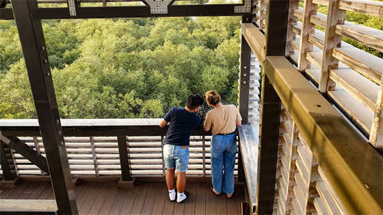 وجهة أقرب للحلم.. تعرفوا إلى غابة القرم الساحرة في أبوظبي (صور) صورة رقم 4