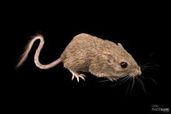 22 حيواناً يشاركك الكسل: أحدهم ينام 24 ساعة صورة رقم 20