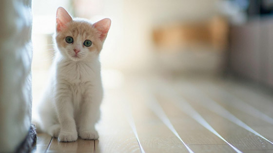 22 حيواناً يشاركك الكسل: أحدهم ينام 24 ساعة صورة رقم 7