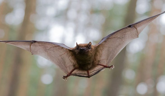 22 حيواناً يشاركك الكسل: أحدهم ينام 24 ساعة صورة رقم 12