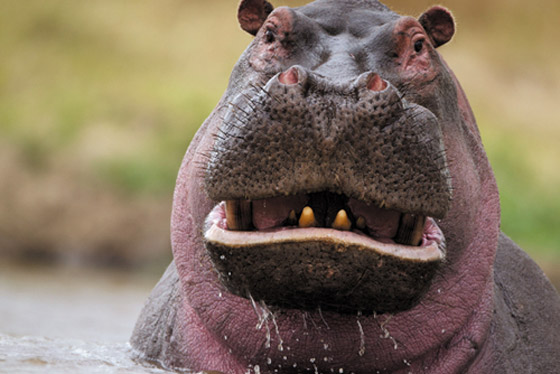 22 حيواناً يشاركك الكسل: أحدهم ينام 24 ساعة صورة رقم 16