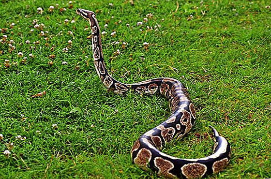 22 حيواناً يشاركك الكسل: أحدهم ينام 24 ساعة صورة رقم 18