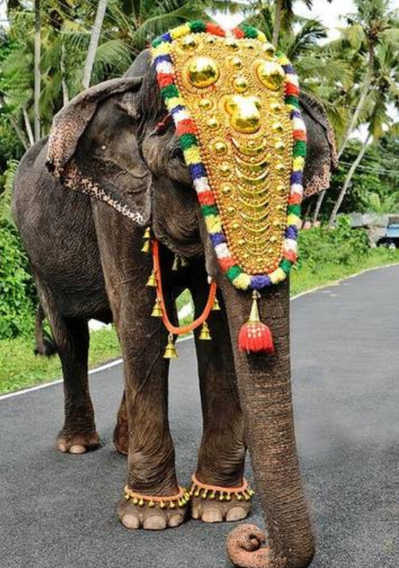 أقدم أفيال في العالم: قصصهم ستخطف قلبك صورة رقم 1